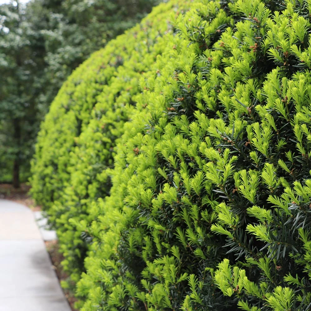 Brighter Blooms Hicks Yew Tree 3 Brighter Blooms Hicks Yew Tree