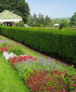 Brighter Blooms Hicks Yew Tree