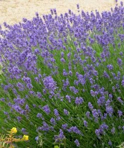 Brighter Blooms Hidcote Purple Lavender Shrub Lavender Plants