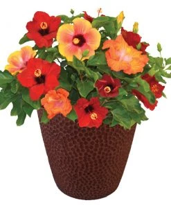 Brighter Blooms Bloom Bash® Hollywood® Hibiscus