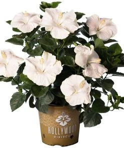 Brighter Blooms Earth Angel™ Hollywood® Hibiscus