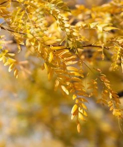 Brighter Blooms Shade Trees Shademaster Honeylocust Tree