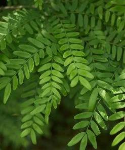 Brighter Blooms Shade Trees Shademaster Honeylocust Tree