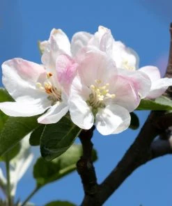 Brighter Blooms Honeycrisp Apple Tree Fruit Trees