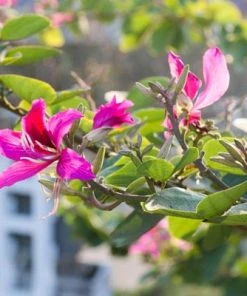 Brighter Blooms Flowering Trees Hong Kong Orchid Tree