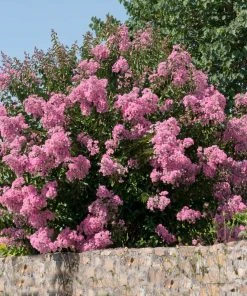 Brighter Blooms Flowering Trees Hopi Crape Myrtle Tree