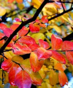 Brighter Blooms Flowering Trees Hopi Crape Myrtle Tree