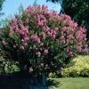 Brighter Blooms Flowering Trees Hopi Crape Myrtle Tree