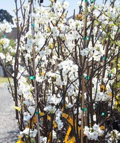 Brighter Blooms Fruit Trees Hosui Asian Pear Tree