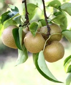 Brighter Blooms Fruit Trees Hosui Asian Pear Tree