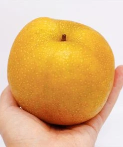 Brighter Blooms Fruit Trees Hosui Asian Pear Tree