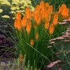 Brighter Blooms Pyromania® ‘Orange Blaze’ Red Hot Poker Plant SHOP ALL