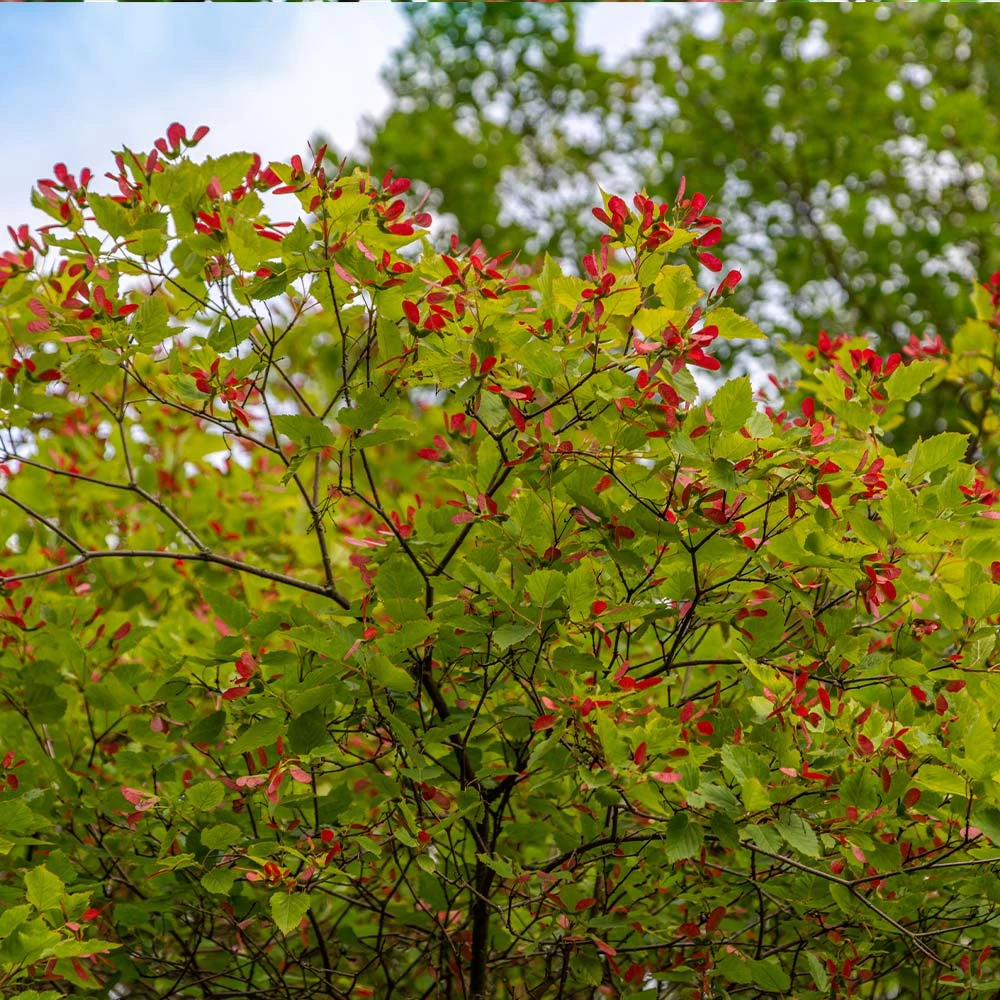 Brighter Blooms Hot Wings® Maple Tree 3 Brighter Blooms Hot Wings® Maple Tree