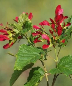 Brighter Blooms Hot Wings® Maple Tree
