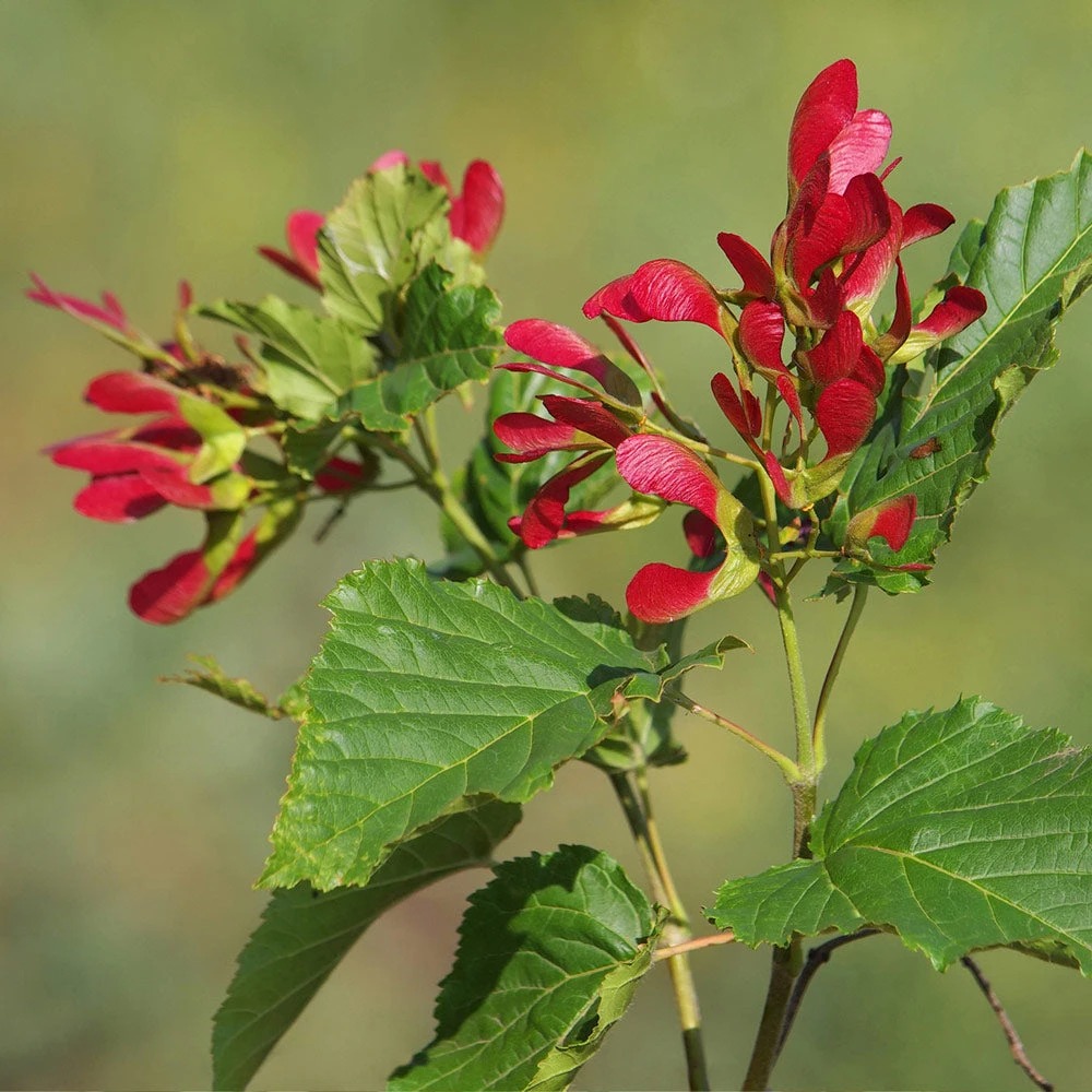 Brighter Blooms Hot Wings® Maple Tree 2 Brighter Blooms Hot Wings® Maple Tree