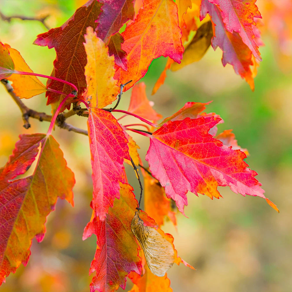 Brighter Blooms Hot Wings® Maple Tree 4 Brighter Blooms Hot Wings® Maple Tree
