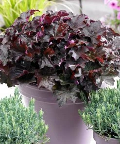 Brighter Blooms Palace Purple Heuchera Perennials