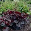 Brighter Blooms Palace Purple Heuchera Perennials