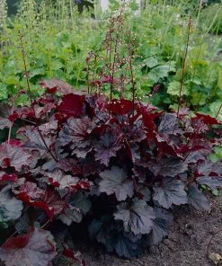 Brighter Blooms Palace Purple Heuchera Perennials