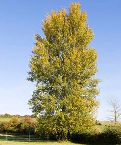 Brighter Blooms Hybrid Poplar Tree Shade Trees