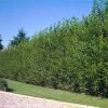 Brighter Blooms Arborvitae Trees Willow Hybrid Tree