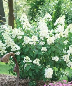 Brighter Blooms Fire Light® Hydrangea Shrub 8 Brighter Blooms Fire Light® Hydrangea Shrub