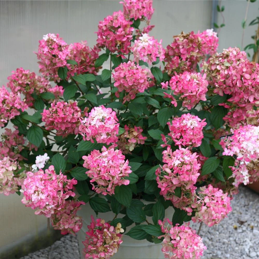 Brighter Blooms Fire Light® Hydrangea Shrub 2 Brighter Blooms Fire Light® Hydrangea Shrub