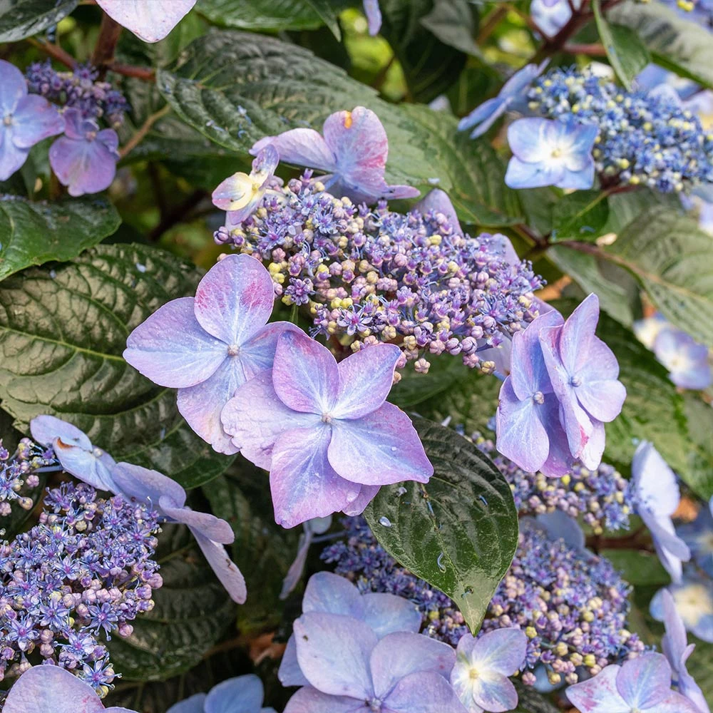Brighter Blooms Shrubs & Hedges Endless Summer® Pop Star™ Hydrangea 5 Brighter Blooms Shrubs & Hedges Endless Summer® Pop Star™ Hydrangea