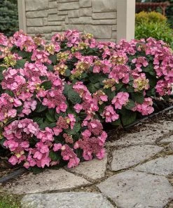 Brighter Blooms Shrubs & Hedges Endless Summer® Pop Star™ Hydrangea 7 Brighter Blooms Shrubs & Hedges Endless Summer® Pop Star™ Hydrangea