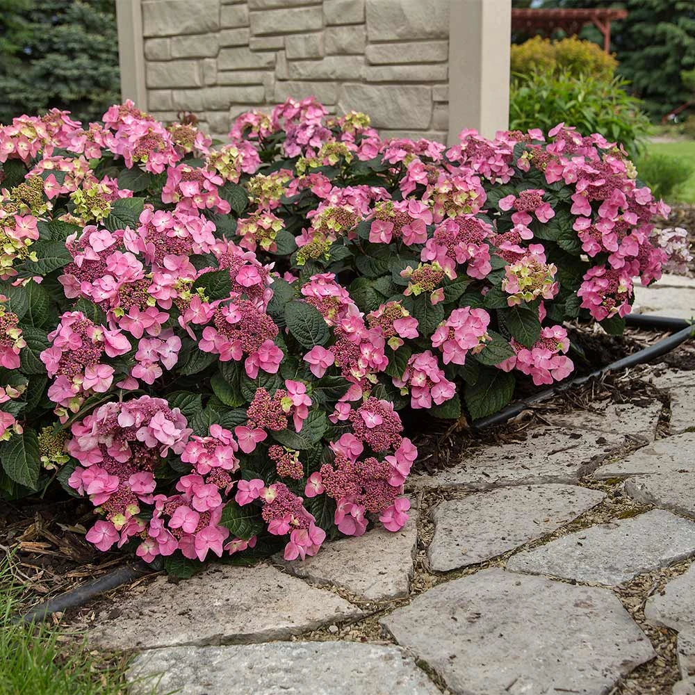 Brighter Blooms Shrubs & Hedges Endless Summer® Pop Star™ Hydrangea 3 Brighter Blooms Shrubs & Hedges Endless Summer® Pop Star™ Hydrangea