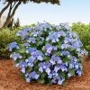 Brighter Blooms Shrubs & Hedges Endless Summer® Pop Star™ Hydrangea