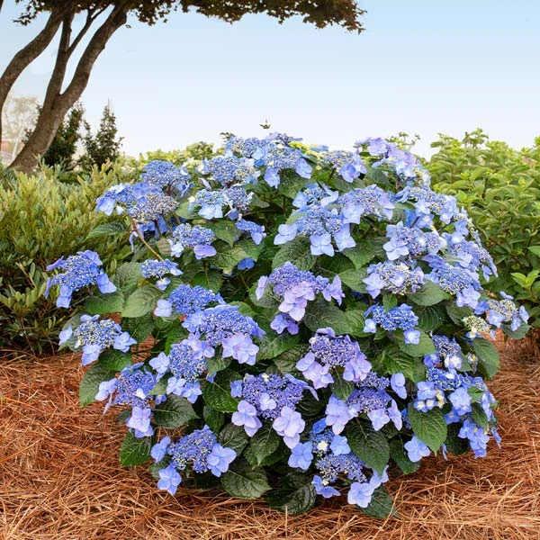 Brighter Blooms Shrubs & Hedges Endless Summer® Pop Star™ Hydrangea 1 Brighter Blooms Shrubs & Hedges Endless Summer® Pop Star™ Hydrangea