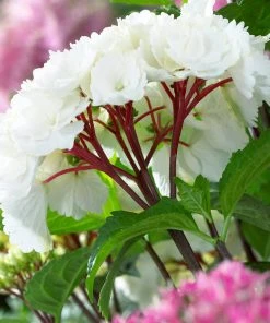 Brighter Blooms Onyx™ Zebra Hydrangea Shrubs & Hedges