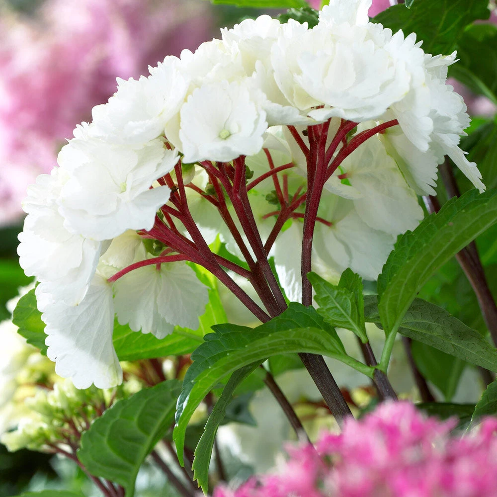 Brighter Blooms Onyx™ Zebra Hydrangea Shrubs & Hedges 2 Brighter Blooms Onyx™ Zebra Hydrangea Shrubs & Hedges