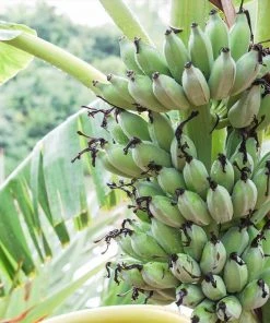 Brighter Blooms Ice Cream Banana Tree