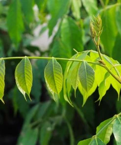 Brighter Blooms Ice Cream Bean Tree