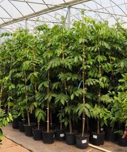 Brighter Blooms Ice Cream Bean Tree