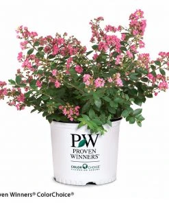 Brighter Blooms Infinitini® Brite Pink Dwarf Crape Myrtle Tree Crape Myrtles 8 Brighter Blooms Infinitini® Brite Pink Dwarf Crape Myrtle Tree Crape Myrtles