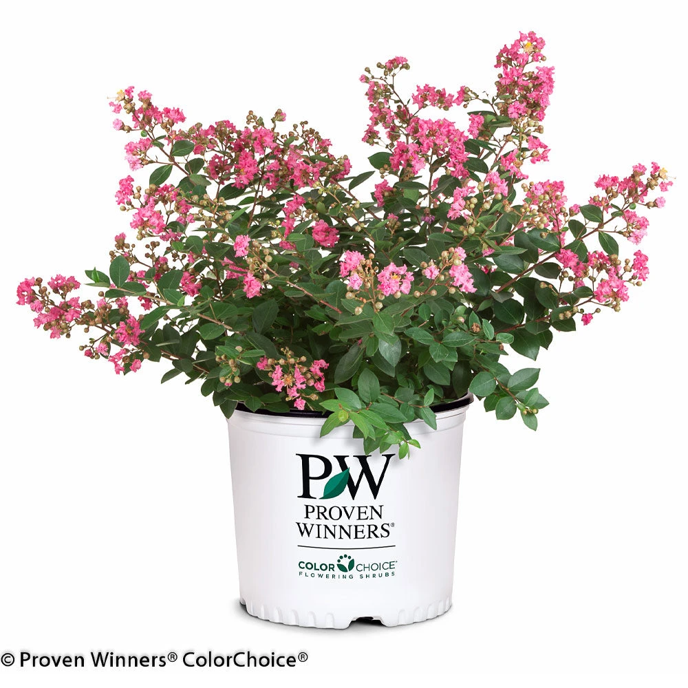 Brighter Blooms Infinitini® Brite Pink Dwarf Crape Myrtle Tree Crape Myrtles 4 Brighter Blooms Infinitini® Brite Pink Dwarf Crape Myrtle Tree Crape Myrtles