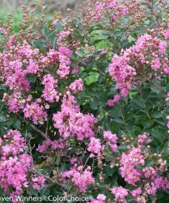 Brighter Blooms Infinitini® Brite Pink Dwarf Crape Myrtle Tree Crape Myrtles 7 Brighter Blooms Infinitini® Brite Pink Dwarf Crape Myrtle Tree Crape Myrtles