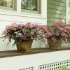 Brighter Blooms Infinitini® Brite Pink Dwarf Crape Myrtle Tree Crape Myrtles