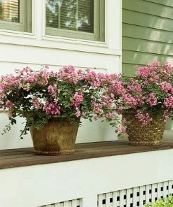 Brighter Blooms Infinitini® Brite Pink Dwarf Crape Myrtle Tree Crape Myrtles