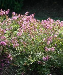 Brighter Blooms Infinitini® Orchid Dwarf Crape Myrtle Tree
