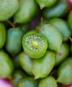 Brighter Blooms Fruit Trees Cold Hardy Kiwi (Issai Arctic Kiwi) Plant 9 Brighter Blooms Fruit Trees Cold Hardy Kiwi (Issai Arctic Kiwi) Plant