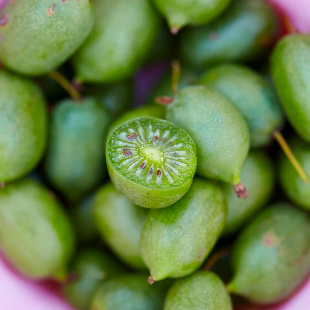 Brighter Blooms Fruit Trees Cold Hardy Kiwi (Issai Arctic Kiwi) Plant 4 Brighter Blooms Fruit Trees Cold Hardy Kiwi (Issai Arctic Kiwi) Plant