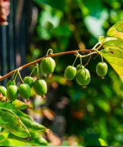 Brighter Blooms Fruit Trees Cold Hardy Kiwi (Issai Arctic Kiwi) Plant 8 Brighter Blooms Fruit Trees Cold Hardy Kiwi (Issai Arctic Kiwi) Plant