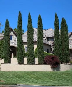 Brighter Blooms Italian Cypress Tree Evergreen & Privacy