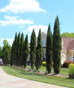 Brighter Blooms Italian Cypress Tree New Trees 9 Brighter Blooms Italian Cypress Tree New Trees