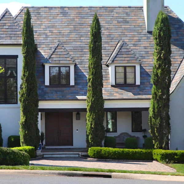 Brighter Blooms Italian Cypress Tree Evergreen & Privacy 1 Brighter Blooms Italian Cypress Tree Evergreen & Privacy