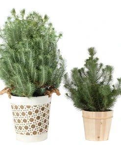 Brighter Blooms Italian Stone Pine Tree In Decorative Pot Shrubs & Hedges